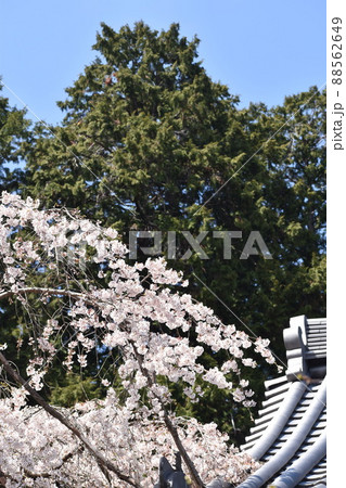 山寺 本堂脇の桜の花と大きな杉の木 山寺 本堂脇の桜の花と大きな杉の木 88562649