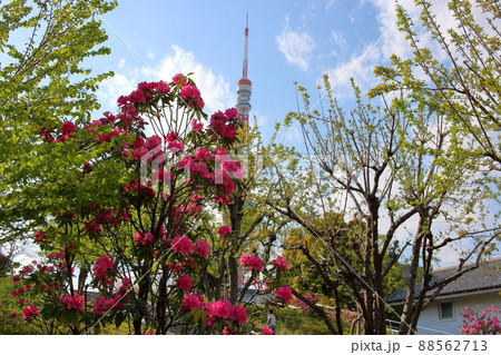 Tokyo Tower shown with flowering trees in front as seen from Shiba Park Tokyo Tower shown with flowering trees in front as seen from Shiba Park 88562713