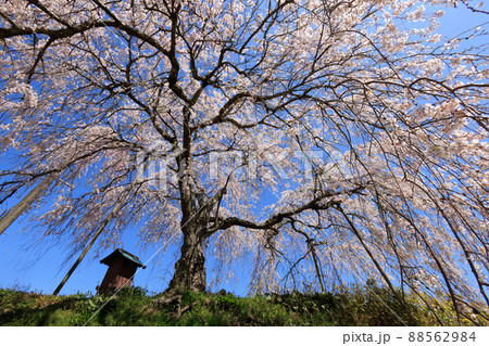 直地の枝垂桜 直地の枝垂桜 88562984