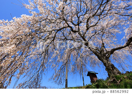 直地の枝垂桜 直地の枝垂桜 88562992