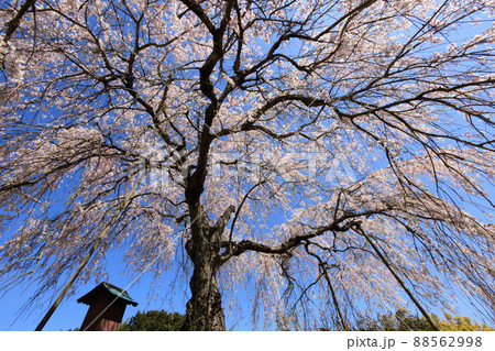 直地の枝垂桜 88562998