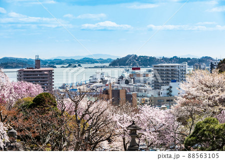 志波彦神社塩釜神社の桜 88563105