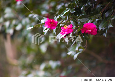 紅色のヤブツバキの花 88563126