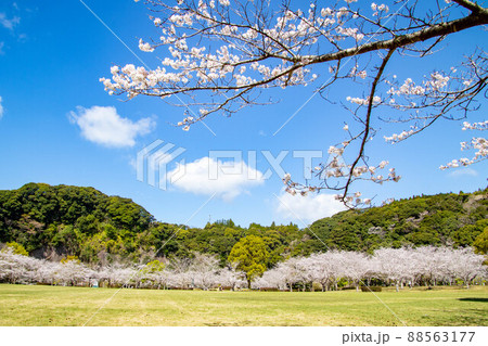 春の綺麗な桜 春の綺麗な桜 88563177