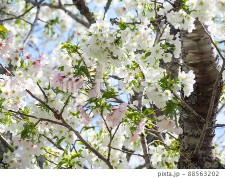 春の綺麗な桜 春の綺麗な桜 88563202