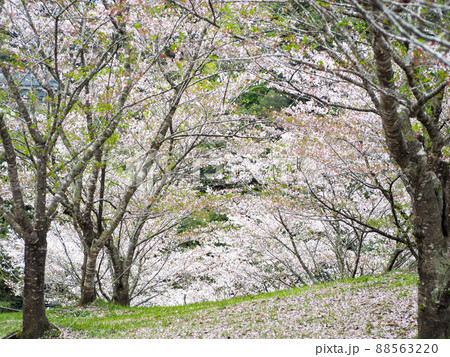 春の綺麗な桜 春の綺麗な桜 88563220