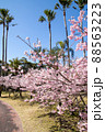 春の綺麗な桜 88563223