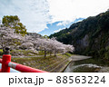春の綺麗な桜 88563224