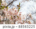 春の綺麗な桜 88563225