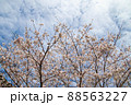春の綺麗な桜 88563227