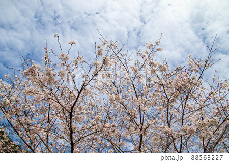 春の綺麗な桜 春の綺麗な桜 88563227