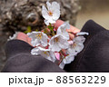 春の綺麗な桜 88563229