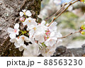 春の綺麗な桜 88563230