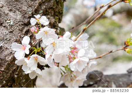 春の綺麗な桜 88563230