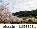 春の綺麗な桜 88563231