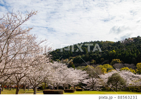 春の綺麗な桜 春の綺麗な桜 88563231