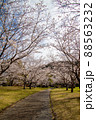 春の綺麗な桜 88563232
