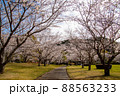 春の綺麗な桜 88563233