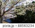 春の綺麗な桜 88563234