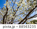 春の綺麗な桜 88563235