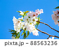 春の綺麗な桜 88563236