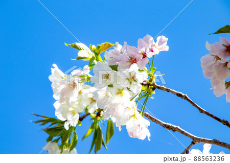 春の綺麗な桜 88563236
