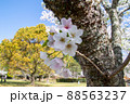 春の綺麗な桜 88563237