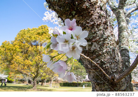 春の綺麗な桜 88563237