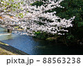 春の綺麗な桜 88563238