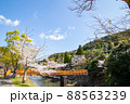 春の綺麗な桜 88563239