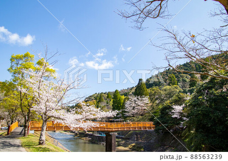 春の綺麗な桜 春の綺麗な桜 88563239