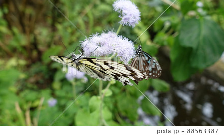 オオゴマダラ オオゴマダラ 88563387