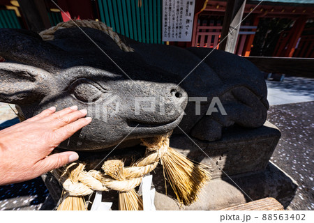 志波彦神社塩釜神社の撫で牛 志波彦神社塩釜神社の撫で牛 88563402
