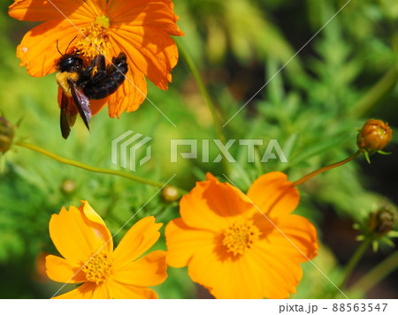 キバナコスモスとキムネクマバチ キバナコスモスとキムネクマバチ 88563547