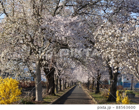 満開の桜　さくら　サクラ　まほろばの緑道 88563600