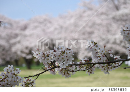 桜並木を背景の咲く桜 桜並木を背景の咲く桜 88563656