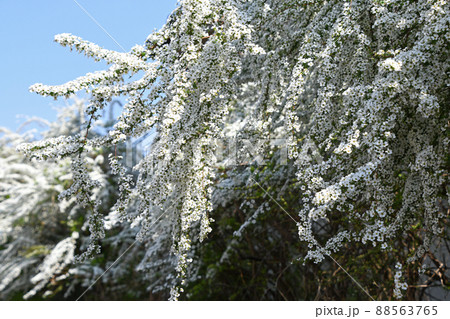 ユキヤナギ（雪柳） 88563765