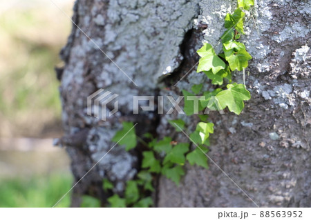 桜の木に巻き付くツタの葉 88563952