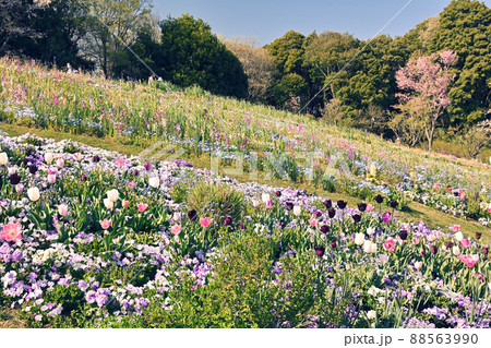 横浜・里山ガーデン 88563990