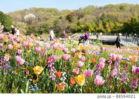 横浜・里山ガーデン 88564021