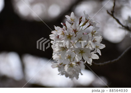 黒い木肌を背景に咲く桜 黒い木肌を背景に咲く桜 88564030