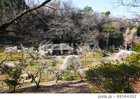 梅林(神奈川県:大倉山公園) 梅林(神奈川県:大倉山公園) 88564302