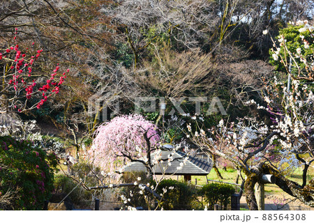 梅林（神奈川県：大倉山公園） 88564308