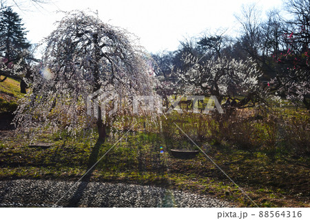 梅　白滝枝垂（神奈川県：大倉山公園） 88564316