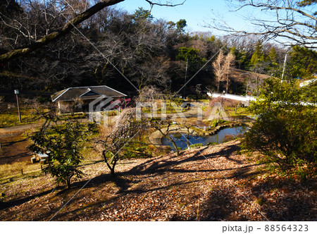 梅林（神奈川県：大倉山公園） 88564323