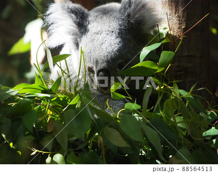 食事中の可愛いコアラ 88564513