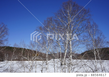 春の岩洞湖 88564617