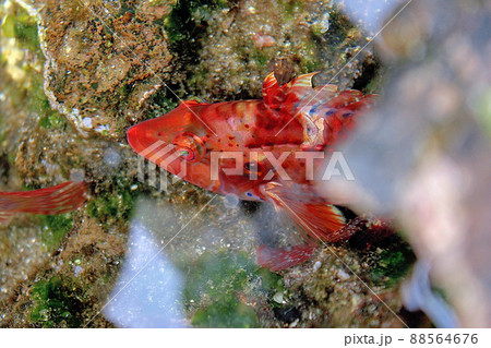 タイドプールの中で泳ぐイソベラ タイドプールの中で泳ぐイソベラ 88564676