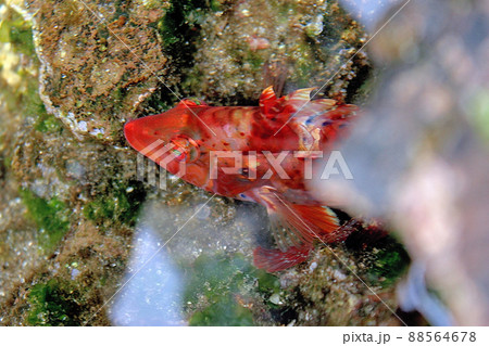 タイドプールの中で泳ぐイソベラ 88564678