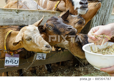 ヤギに餌やり ヤギに餌やり 88564787